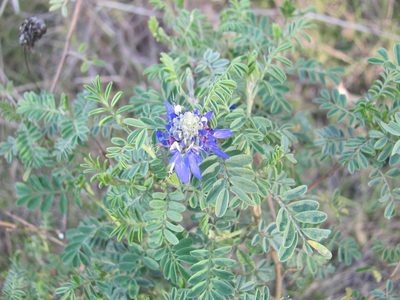 Dalea coerulea, photographed by Carlos Alberto Rodriguez