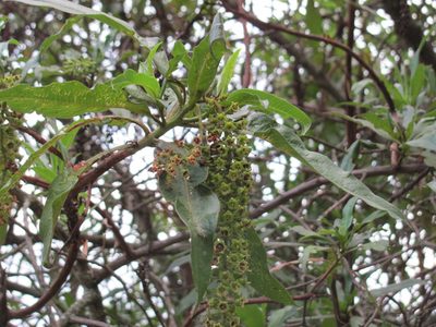 Escallonia pendula, photographed by Carlos Alberto Rodriguez