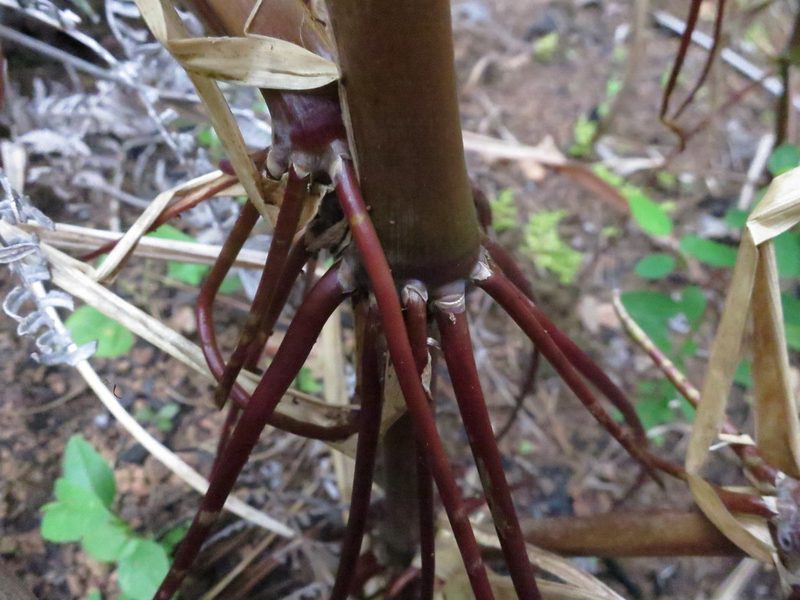 Hyparrhenia schimperi, photographed by bat (Maria Vorontsova)