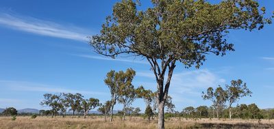 Eucalyptus populnea, photographed by Bethlea Bell