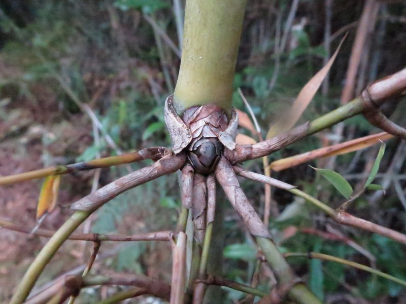 Hickelia madagascariensis, photographed by bat (Maria Vorontsova)
