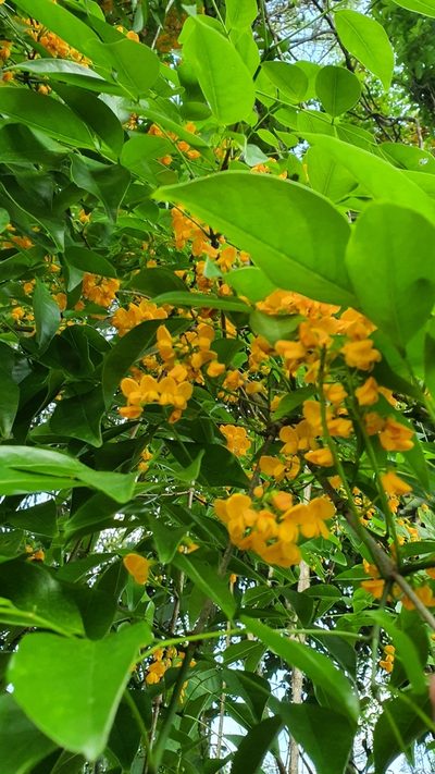 Platymiscium floribundum, photographed by Marcos Maes