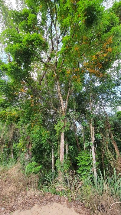 Platymiscium floribundum, photographed by Marcos Maes