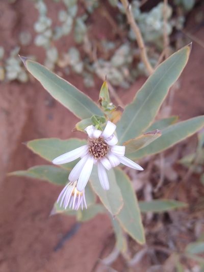 Herrickia glauca, photographed by Tom Gulya