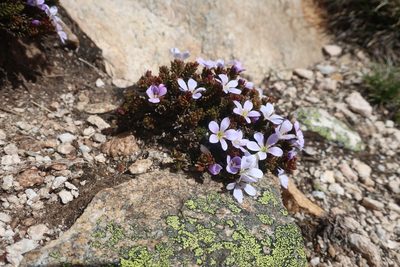Veronica densifolia, photographed by Linda Groom
