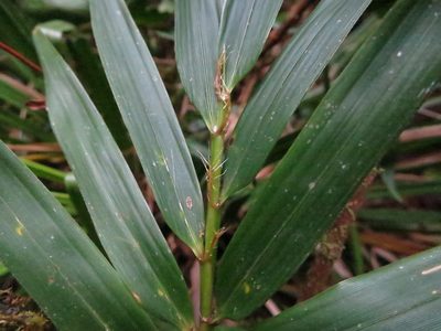 Sokinochloa viguieri, photographed by bat (Maria Vorontsova)