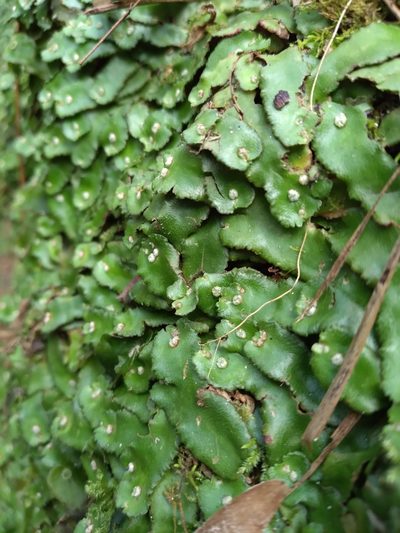 Plagiochasma crenulatum, photographed by Scott Ward