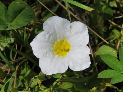 Nierembergia rivularis, photographed by Rafael Tosi