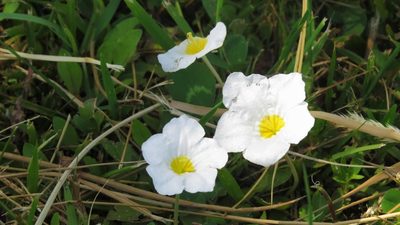 Nierembergia rivularis, photographed by Rafael Tosi