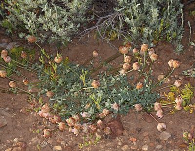 Trifolium lemmonii, photographed by Steve Matson