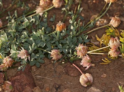 Trifolium lemmonii, photographed by Steve Matson