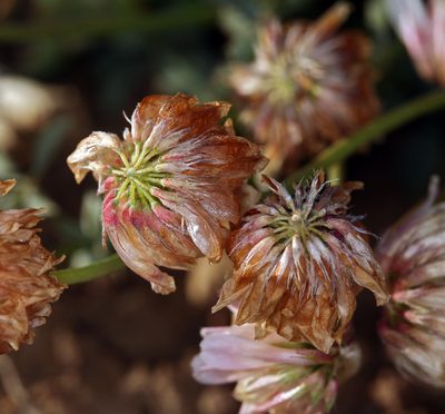 Trifolium lemmonii, photographed by Steve Matson