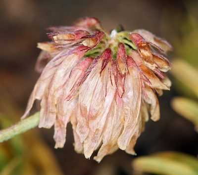 Trifolium lemmonii, photographed by Steve Matson