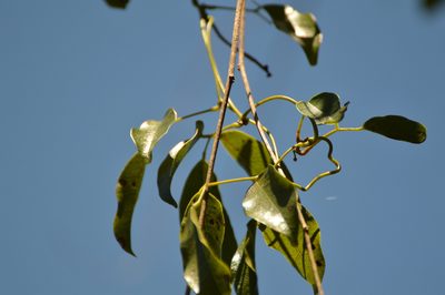 Canavalia bonariensis, photographed by Andrea Gantzer