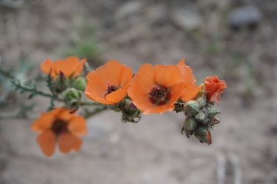 Sphaeralcea laciniata, photographed by florsoteras