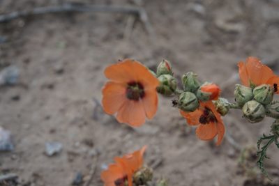 Sphaeralcea laciniata, photographed by florsoteras