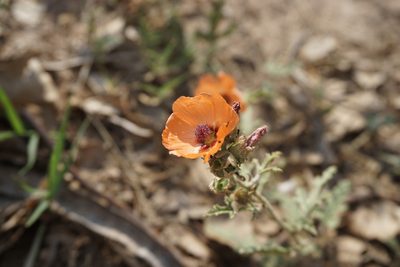 Sphaeralcea laciniata, photographed by florsoteras