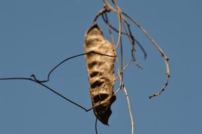 Canavalia bonariensis, photographed by Andrea Gantzer