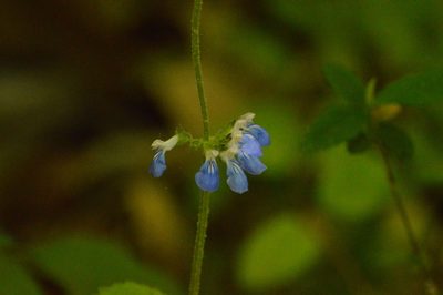 Salvia procurrens, photographed by Andrea Gantzer