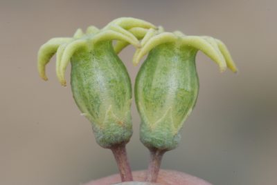 Jaborosa reflexa, photographed by aacocucci