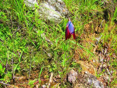 Calochortus purpureus, photographed by Oscar Alejandro Morales Juárez