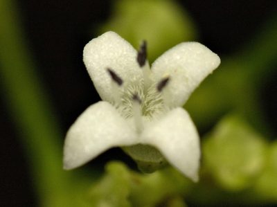 Hedyotis acutangula, photographed by portioid