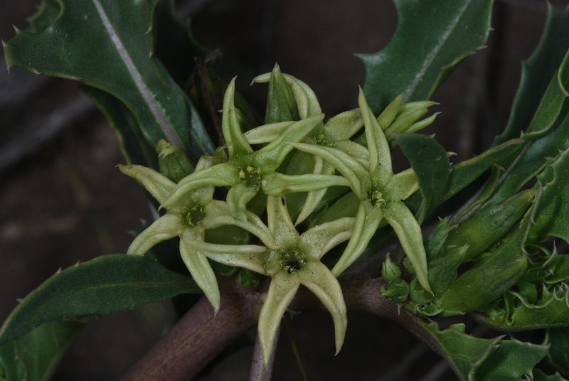 Jaborosa kurtzii, photographed by aacocucci