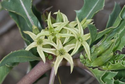 Jaborosa kurtzii, photographed by aacocucci