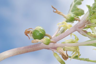 Jaborosa kurtzii, photographed by aacocucci