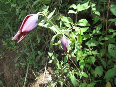Calochortus purpureus, photographed by Oscar Alejandro Morales Juárez
