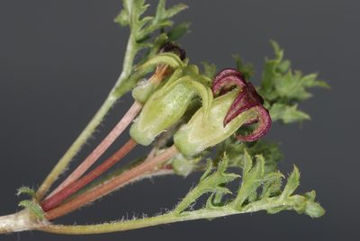 Jaborosa reflexa, photographed by aacocucci