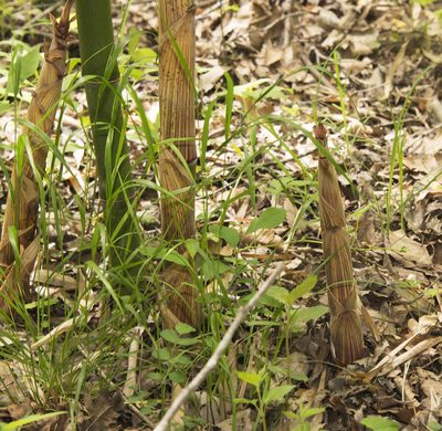 Phyllostachys aureosulcata, photographed by Seig