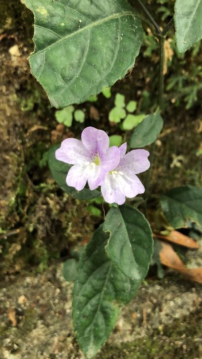 Strobilanthes tetrasperma, photographed by Smriti S.