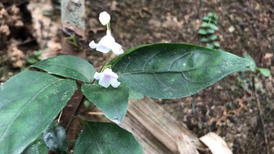 Codonacanthus pauciflorus, photographed by Smriti S.