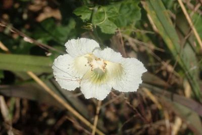 Momordica balsamina, photographed by Andrew Deacon