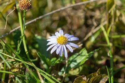 Aster microcephalus, photographed by WATANABE Hitoshi 渡辺仁