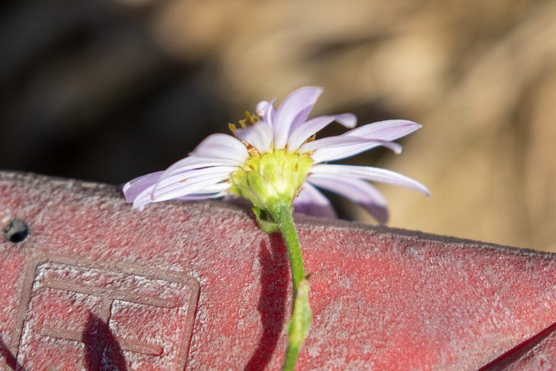 Aster microcephalus, photographed by WATANABE Hitoshi 渡辺仁
