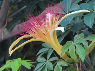 Pachira aquatica, photographed by Jim B