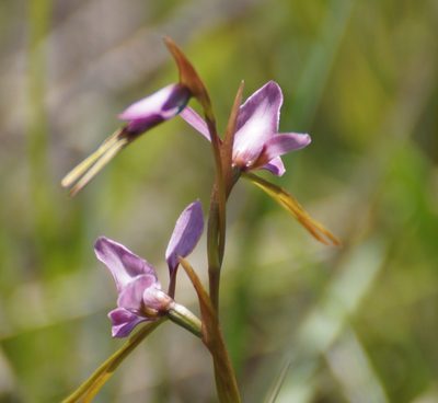 Diuris punctata, photographed by Rod Lowther