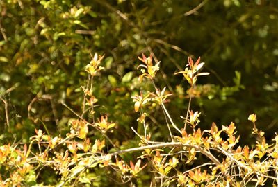Terminalia australis, photographed by Andrea Gantzer