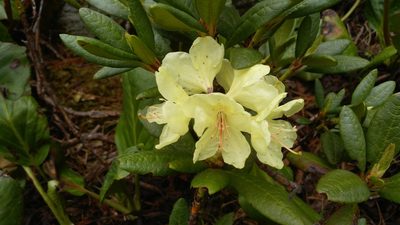 Rhododendron aureum, photographed by Юлия