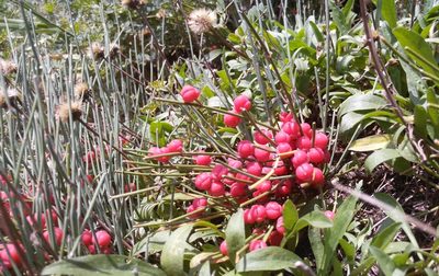 Ephedra monosperma, photographed by Юлия
