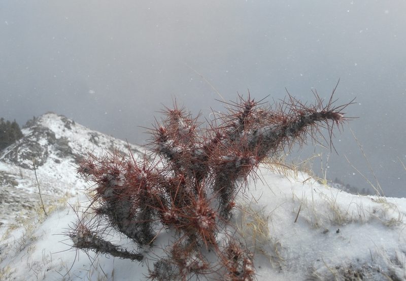 Caragana jubata, photographed by Юлия