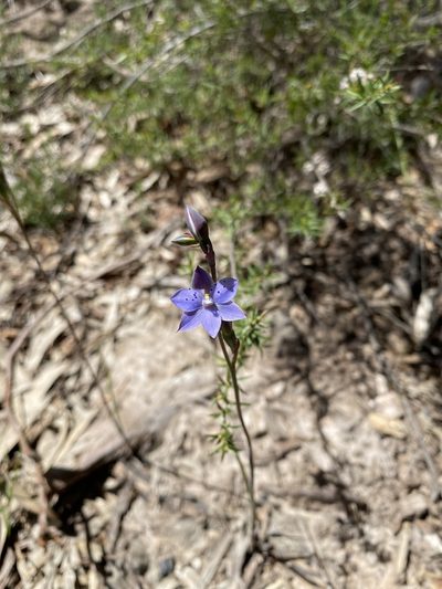 Thelymitra juncifolia, photographed by John Van Den Nouwelant
