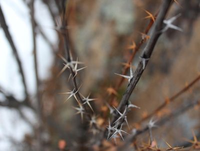 Berberis sibirica, photographed by Юлия