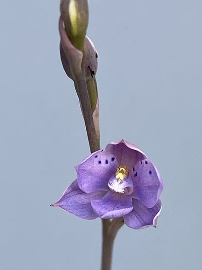 Thelymitra juncifolia, photographed by John Van Den Nouwelant
