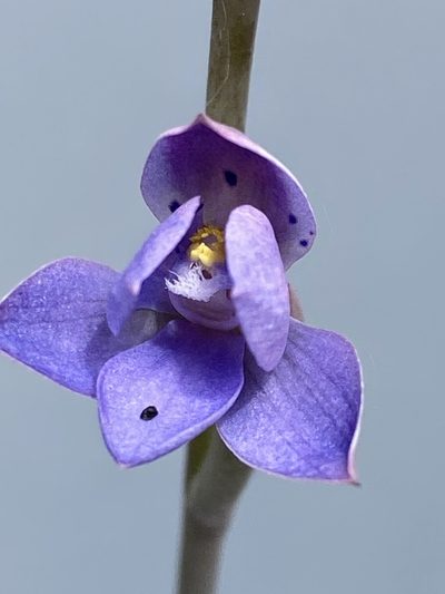 Thelymitra juncifolia, photographed by John Van Den Nouwelant