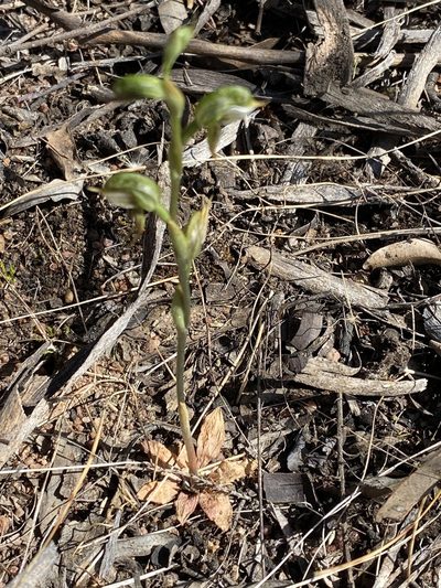 Pterostylis pusilla, photographed by John Van Den Nouwelant