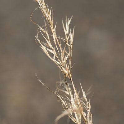 Austrostipa gibbosa, photographed by Kym Nicolson