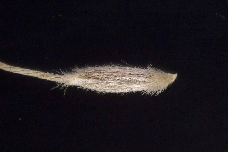 Austrostipa gibbosa, photographed by Kym Nicolson